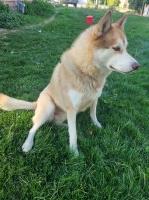 Jadyn - Siberian Husky Stud