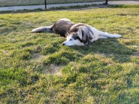 Siberian Husky thumbnail