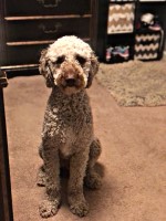 Cortni Anthony - Labradoodle Stud