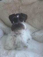 Gloria Nash - Miniature Schnauzer Stud