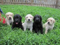 Snake River Doodles Labradoodle breeder