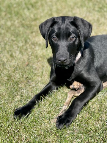 Labrador Retriever Stud 31194