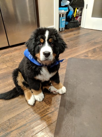 Mountain Home Berners, Bernese Mountain Dog Stud in Bend, Oregon