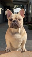 Calvin Melchor - French Bulldog Stud