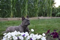 First Choice Adorabulls French Bulldog breeder