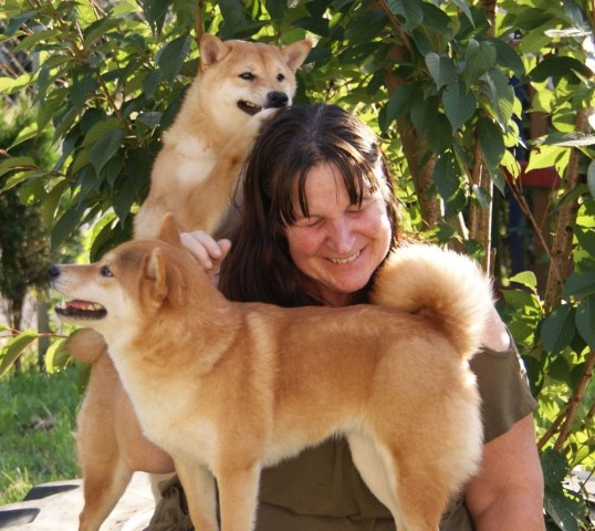 Shiba Inu Breeder 31811