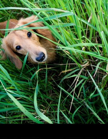 Duke's Dachshunds