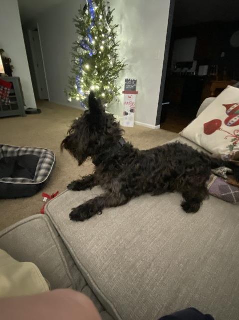 Cairn Terrier Stud 29820