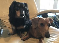 Darrell - Dachshund Stud