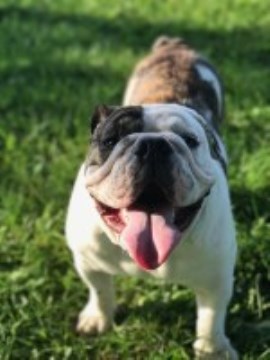 English Bulldog Stud 26317