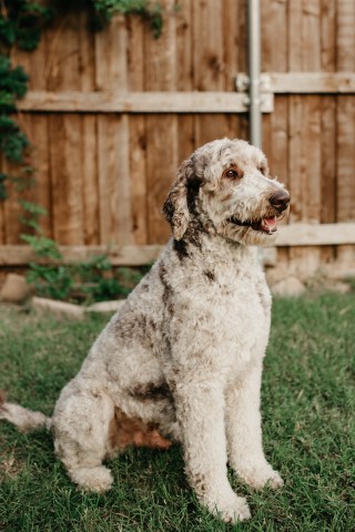 Goldendoodle Stud 31605