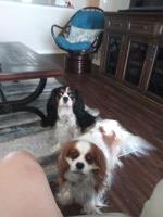 Robert Hilliard - Cavalier King Charles Spaniel Stud