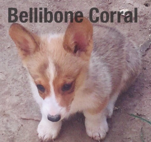 Bellibone Corral