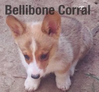 Bellibone Corral - Pembroke Welsh Corgi Breeder Pembroke Welsh Corgi breeder