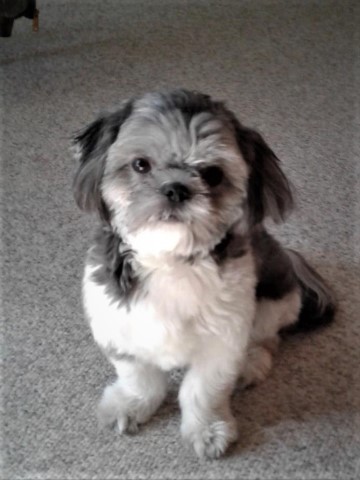 Shih Tzu Stud 31269