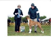 Sam alperin - Boxer Stud