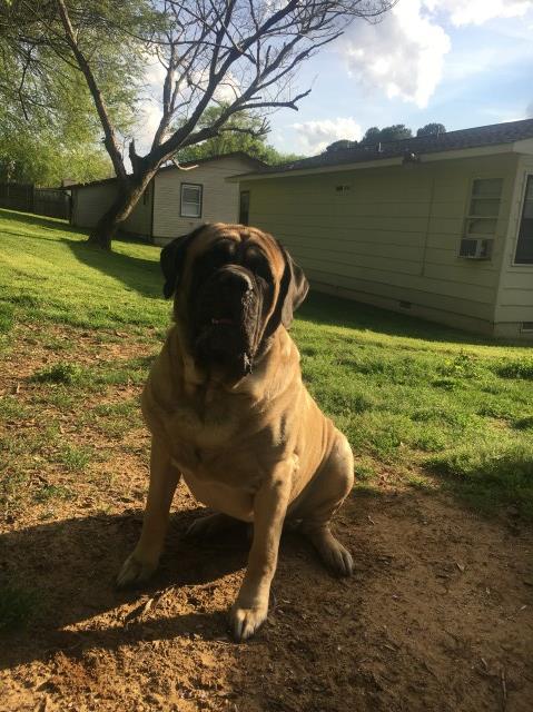 Mastiff Stud 25140