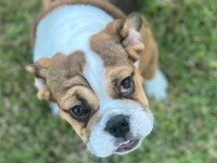 Ronald A Jacobs II - English Bulldog Stud