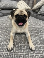 Daniel Roman - Pug Stud