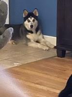 Kellie - Siberian Husky Stud