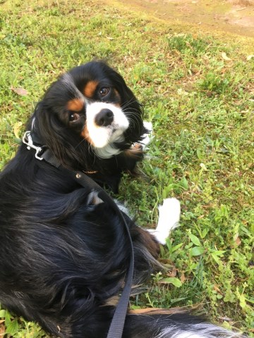 Cavalier King Charles Spaniel Stud 26890