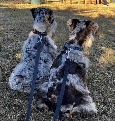 Miniature Schnauzer Stud 30724