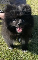 Arizona Pomeranians Pomeranian breeder