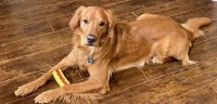 Jack Golden - Golden Retriever Stud