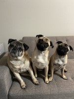 Martika Jones - Pug Stud