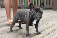 Syddel - French Bulldog Stud