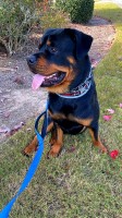 Rae - Rottweiler Stud