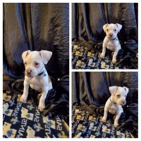 Akiko Amar - American Bulldog Breeder American Bulldog breeder