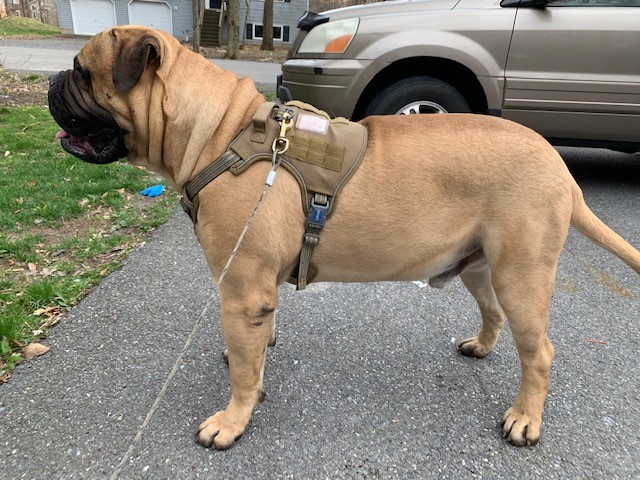 Bullmastiff Stud 28609