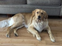 Susan Bodnar - Golden Retriever Stud