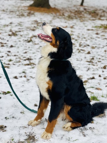 Bernese Mountain Dog Stud 29841