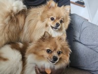 Sharon - Pomeranian Stud