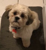 Ann Wallace - Shih Tzu Stud