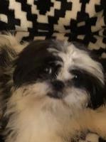 Maribel - Shih Tzu Stud