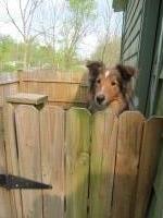 Laurie Kerr - Shetland Sheepdog Stud