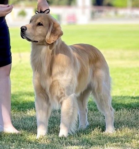 Golden Retriever Stud 28667