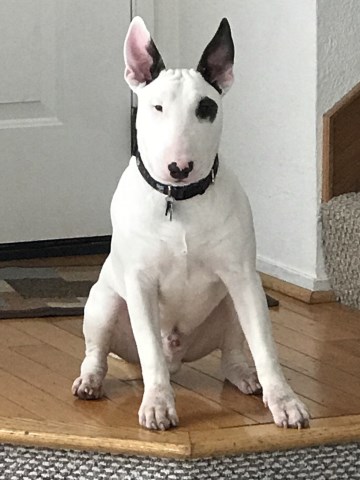 Bull Terrier Stud 26375