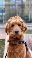 Drake - Goldendoodle Stud