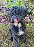 Amy Moyer - Poodle Miniature Stud
