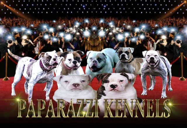 Paparazzi Kennels