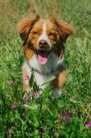 Ariel Smith - Australian Shepherd Dog Stud