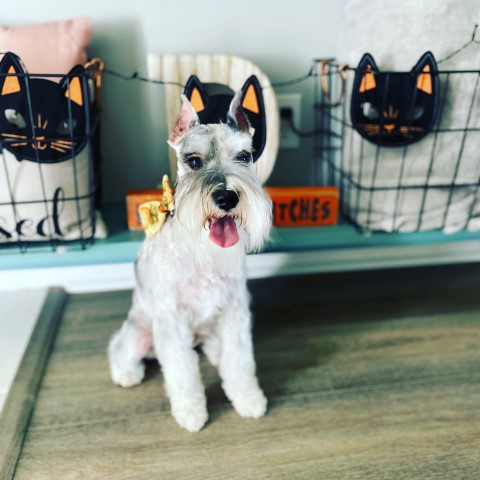 Miniature Schnauzer Stud 29832