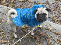 Rudy Lafosse - Pug Stud