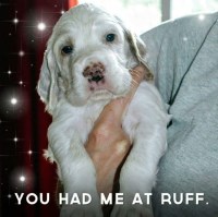 English Setter thumbnail