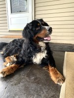 Ulrich Kaiser - Bernese Mountain Dog Stud
