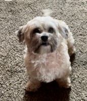 Heather Davis - Havanese Stud